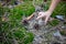 A child tries to take a pine cone from the ground.