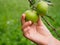 Child trying to remove small green apple from the tree