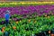 Child in a Tulip Field