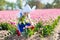 Child in tulip flower field. Windmill in Holland.