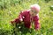 Child of two years old holding dandelion and trying to get up after falling in the summer park