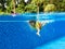 Child underwater in swimming pool. Kids swim