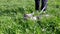 Child Walking a Fat Gray British Cat on a Leash in Open Air in Thick Grass