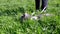 Child Walking a Fat Gray British Cat on a Leash in Open Air in Thick Grass