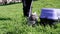 Child Walking a Fat Gray British Cat on a Leash in Open Air in Thick Grass