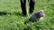 Child Walking a Fat Gray British Cat on a Leash in Open Air in Thick Grass