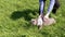 Child Walking a Fat Gray British Cat on a Leash in Open Air in Thick Grass