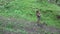 Child Walking in Forest, Kid Hiking Mountains, Girl Playing in Camping Adventure