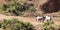 Child walking with his cattle, zebu