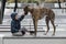 Child walkng with dog outdoor. Big cute greyhound dog walking with baby boy