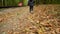 A child walks through the autumn forest. The girl kicks up the yellow leaves.