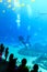 Child watches Scuba diver in tank with various sea creatures at the georgia aquarium USA