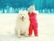 Child with white Samoyed dog on snow walking in winter