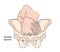 Child in womb - pelvis ischial spines - medical illustration