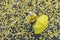 Child in yellow jacket with yellow umbrella stands and looks at the camera against fallen autumn leaves background. Top view