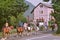 Children and adults on horseback rides in heading for forest roads in the Pyrenees mountains