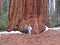 Children against Sequoia Tree