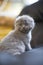 Children of animals. Small British shorthair cat. Kitten on a blurred background