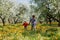 Children in apple orchard in bloom and dandelion field