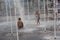 Children bathe in the fountain in summer day