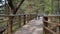 children boys run together in forest park