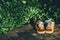 Children brown shoes on a floor with leaves background in sunny evening