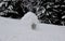 Children built a large igloo inuit by a forest of blocks of snow. it is a hemisphere of snow blocks on a slope at the spruce edge