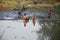 Children catch fish in mud of pond at Countryside Nonthaburi Thailand