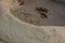 Children caught The Atlantic ghost crab Ocypode quadrata also known as sand or beach crab and water it. The Atlantic ghost crab