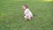 Children crying on green grass background, Small baby girl spending time outdoor on a warm summer day