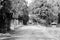 Children enjoying- walk inside a park, black and white. Natural background at Howrah, West Bengal, India