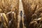 Children exploring corn maze in the fall day. Siblings two girls playing in corn maze. Kids on pathway in corn field. Popular