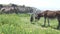 Children feed donkeys in the field