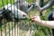 Children feed goats in the zoo