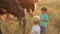 Children feed horses apples in field, slow motion.