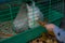 Children feed rabbits at the zoo