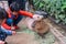 Children feeding Capybara in Kobe animal kingdom theme park