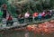 Children feeding goldfish in a park,chengdu,china