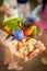 Children Feeding Rainbow Lorikeets Queensland Australia