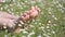 Children foot camomile field background