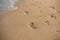 Children footprints in the sand. Human footprints leading away from the viewer. A row of footprints in the sand on a beach in the