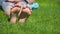 Children girl foot grass background