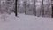 Children Go Down the Hill on Sleds in the Winter Forest