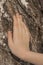 Children hand on a birch tree background