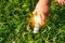 children hand holding lightbulb on green grass. concept eco