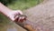 Children Hand Holds a Brown Frog Against the Background of a Sandy Riverbank. 4K