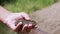 Children Hand Holds a Green Frog Against the Background of a Sandy Riverbank