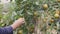 Children hand picking yellow ripe limes from lime tree after rain in organic garden