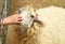 Children hand stroking sheep\'s head