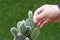 Children hand touches cactus spiny grass.